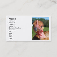 Turkin Pullet