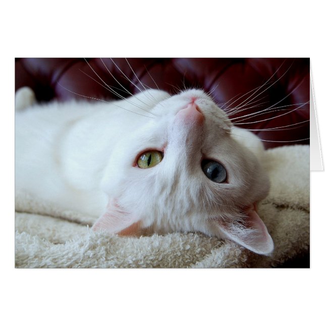 Turkish Angora Cat Odd Eyes Card (Front Horizontal)