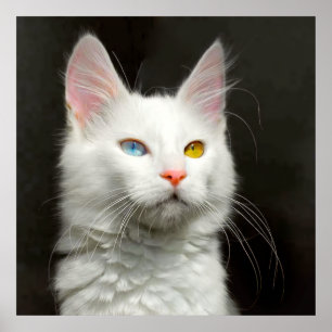 Turkish ANGORA CAT Poster