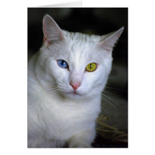 Turkish Angora Cat With Mismatched Eyes