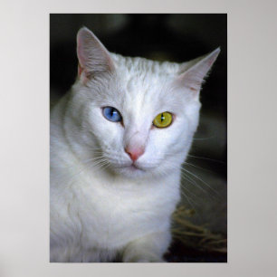 Turkish Angora Cat With Mismatched Eyes Poster