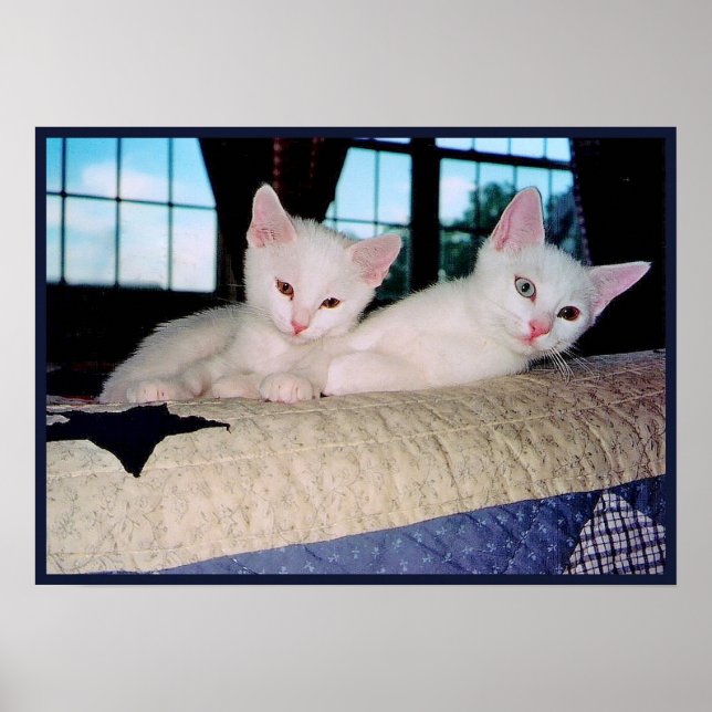 Turkish Angora Kittens Poster (Front)