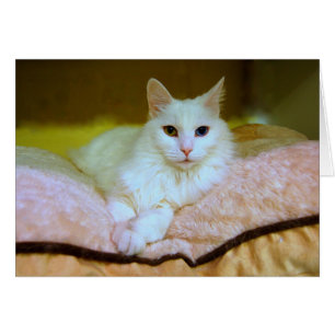 Turkish Angora Princess Cat Card