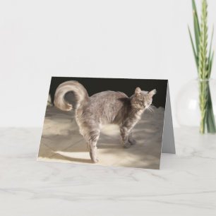 TURKISH CAT CARD