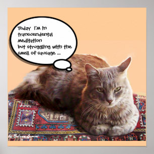 TURKISH CAT IN  TRANSCENDENTAL MEDITATION POSTER