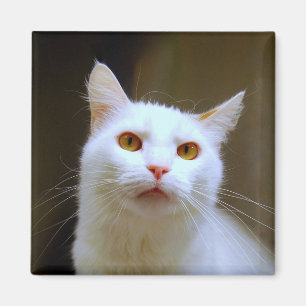 Turkish Van Cat Magnet