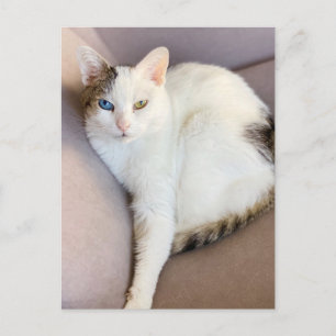 Turkish Van Cat Postcard