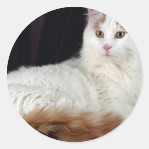 Turkish Van Classic Round Sticker