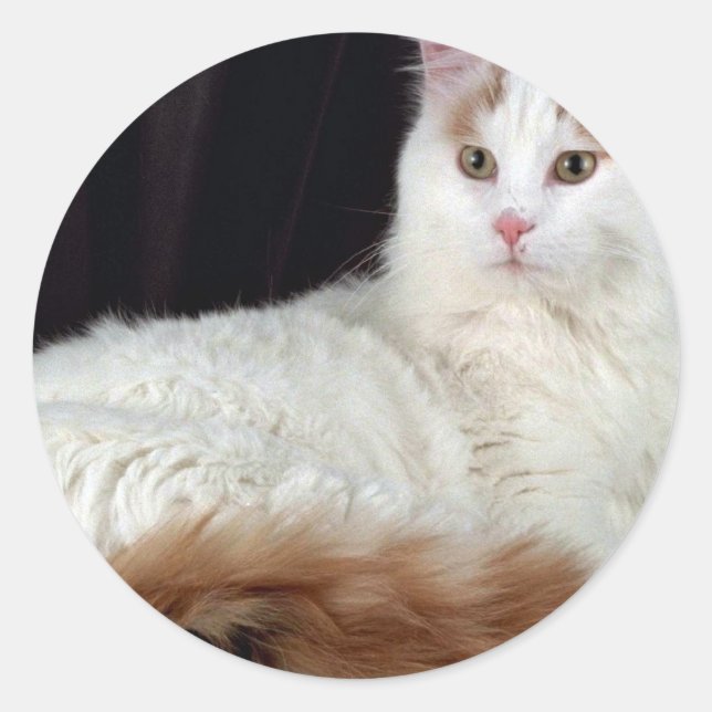 Turkish Van Classic Round Sticker (Front)
