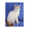 Turkish Van