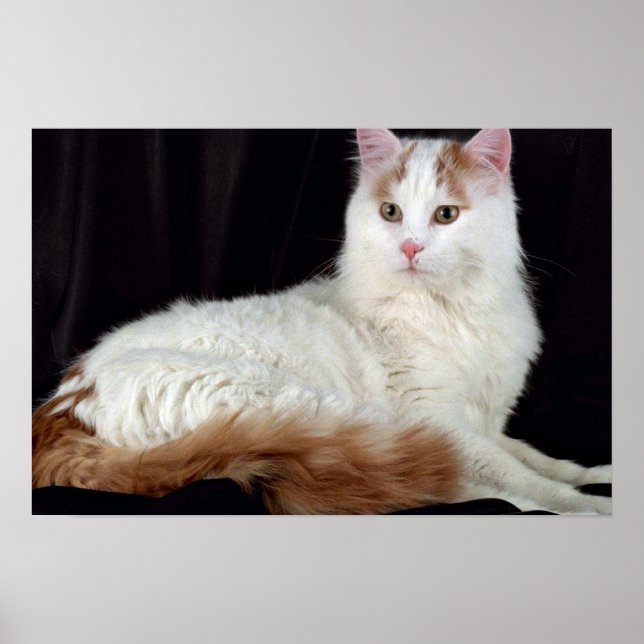 Turkish Van Poster (Front)