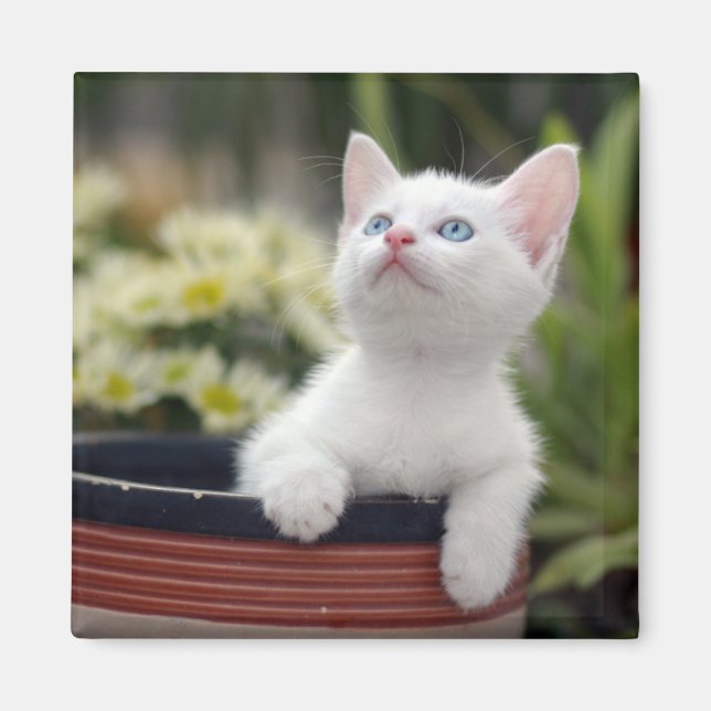 Turkish White Kitten Magnet (Front)