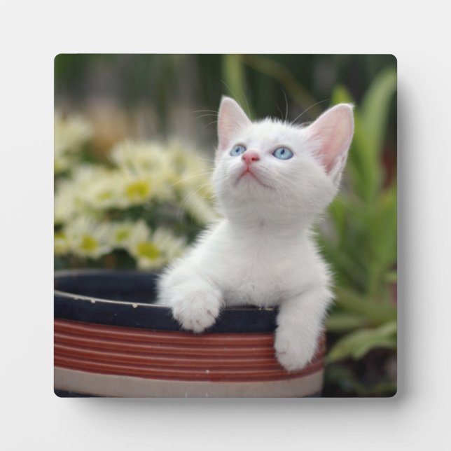 Turkish White Kitten Plaque (Front)