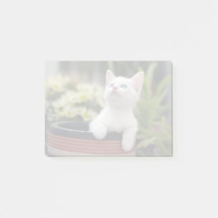 Turkish White Kitten Post-it Notes