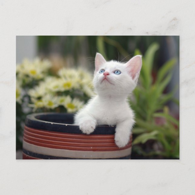 Turkish White Kitten Postcard (Front)