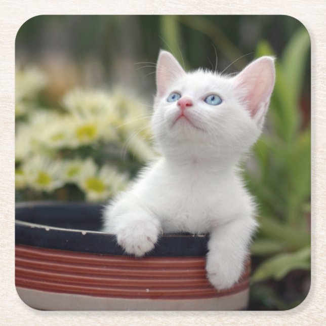 Turkish White Kitten Square Paper Coaster (Front)