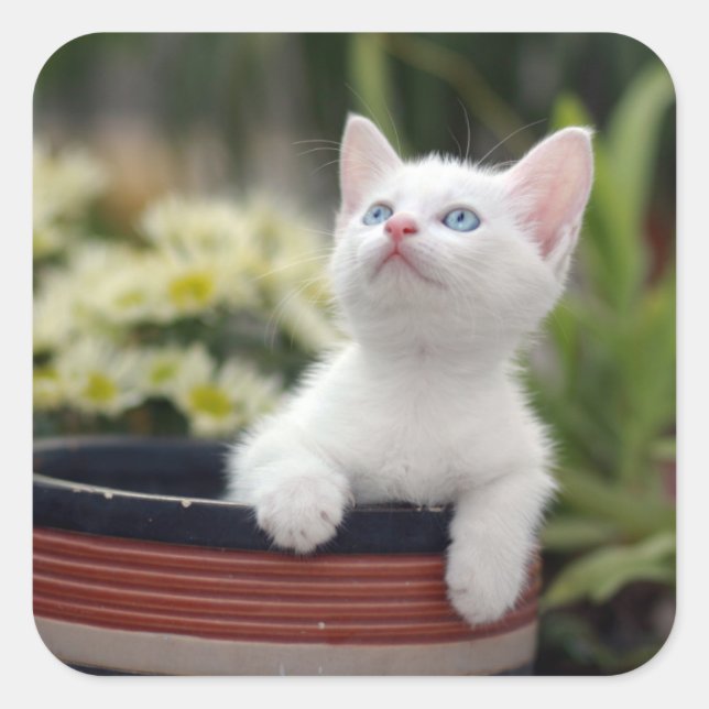 Turkish White Kitten Square Sticker (Front)