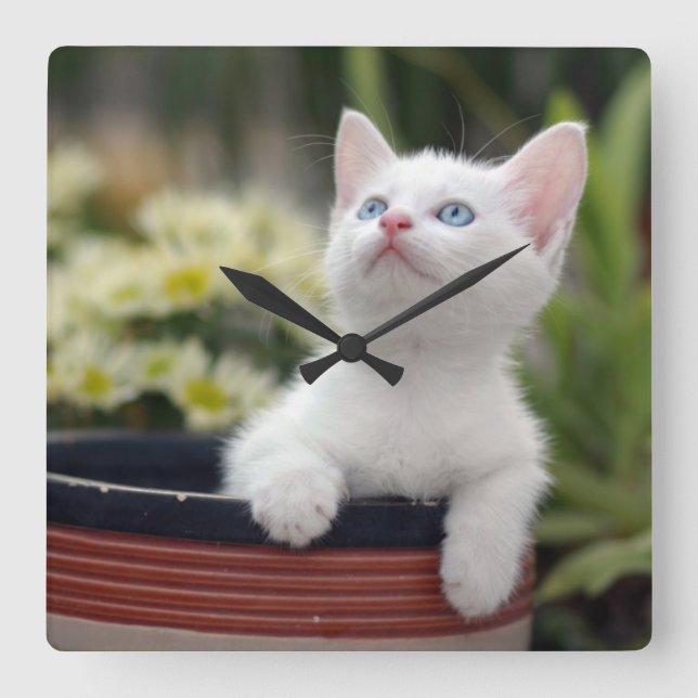 Turkish White Kitten Square Wall Clock (Front)