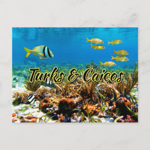 Turks & Caicos coral reef Postcard