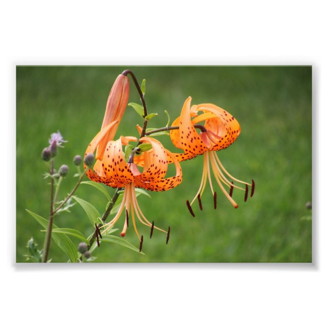 Turk's Cap Lily Photo Print (Front)