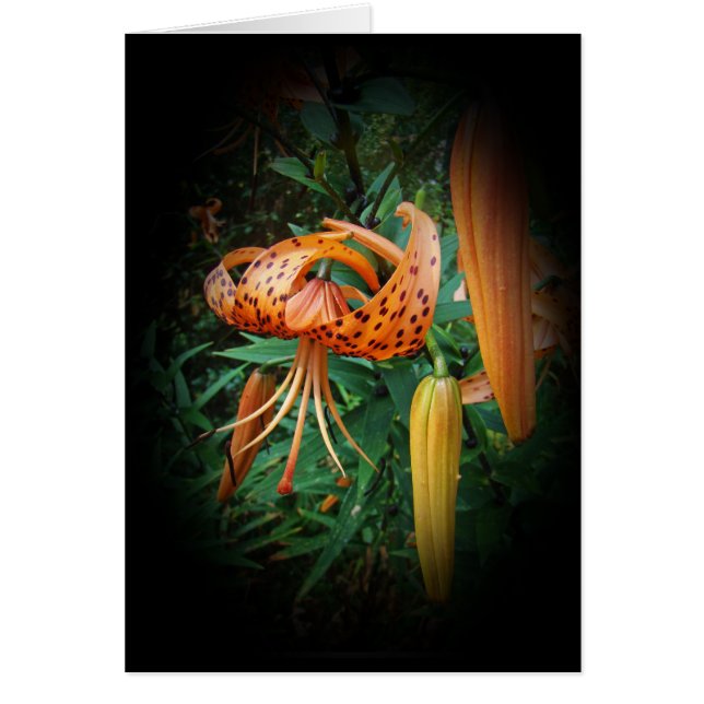 Turk's Cap Lily Wildflower (Front)