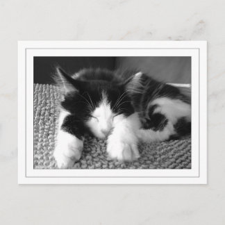 Turkse angora poes postcard