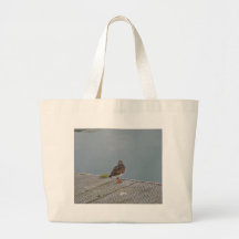Turnstone