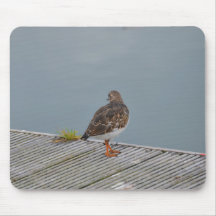 Turnstone