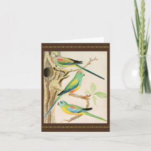 Turquoise Parakeet Card