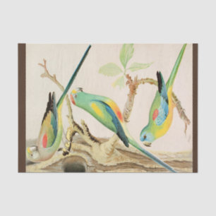 Turquoise Parakeet  Tissue Paper