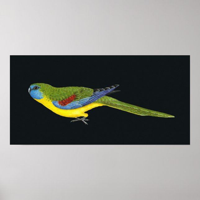 Turquoise Parrot - Neophema pulchella Poster (Front)