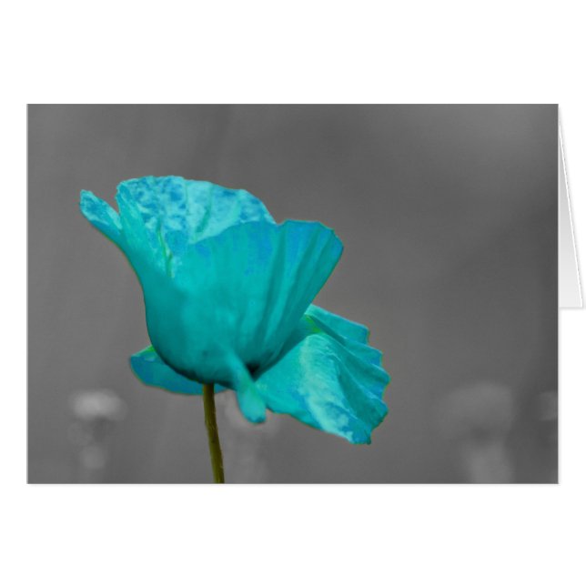 Turquoise Poppy flower (Front Horizontal)
