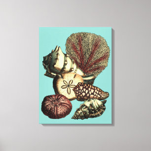 Turquoise Shell and Red Coral Collection Canvas Print
