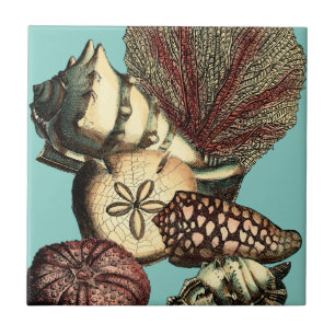 Turquoise Shell and Red Coral Collection Tile