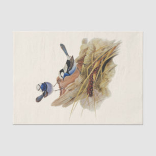 Turquoisine Superb Warbler, Decoupage Tissue Paper