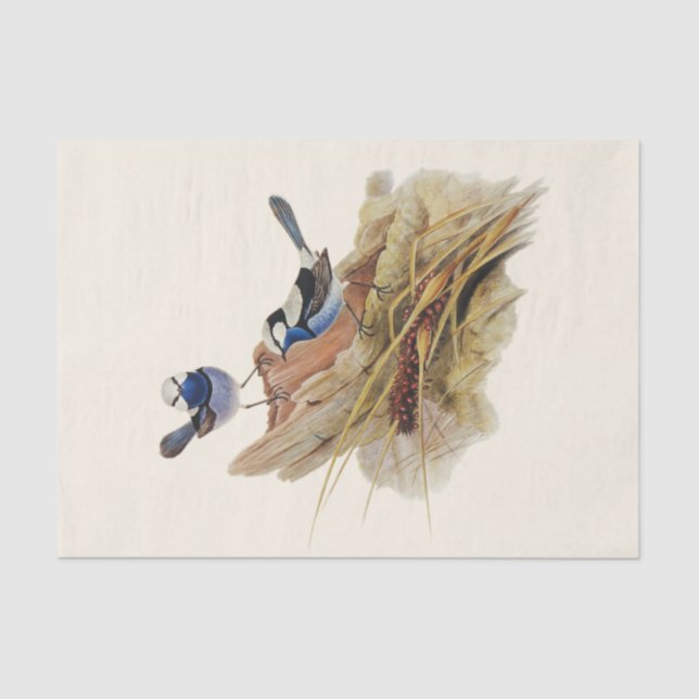 Turquoisine Superb Warbler, Decoupage Tissue Paper (Front)