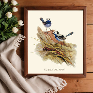 Turquoisine Superb Warbler, Vintage Birds Poster
