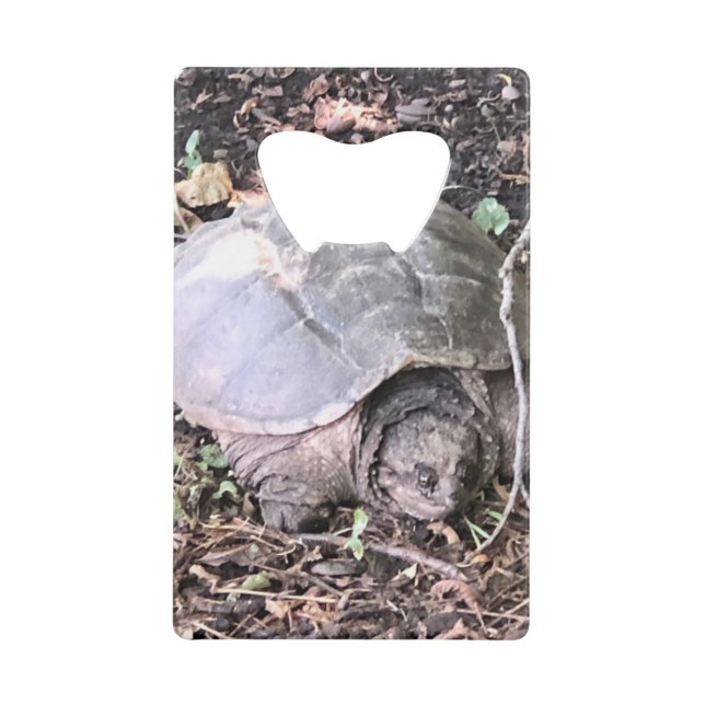 Turtle (Front)