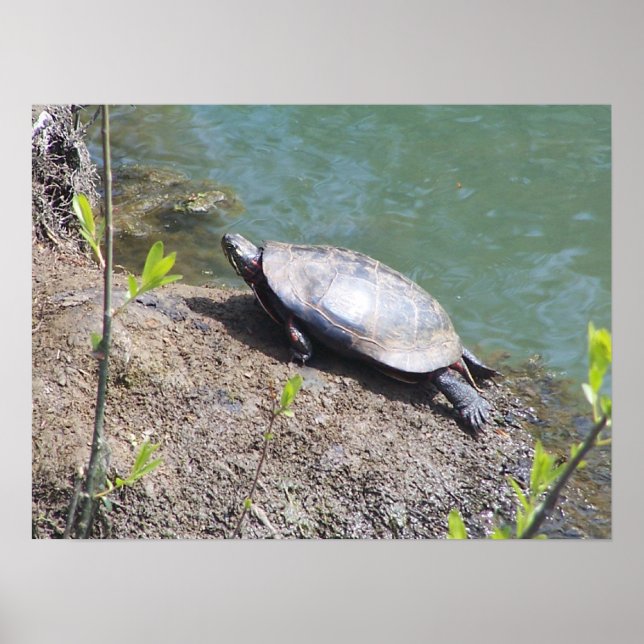 Turtle2 Poster (Front)