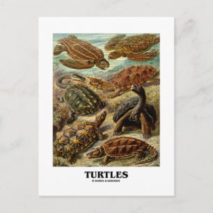 Turtle (7 Different Turtles Artforms Of Nature) Postcard