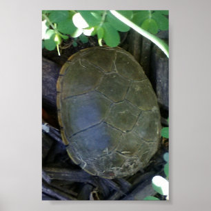 Turtle Among Greenery Poster