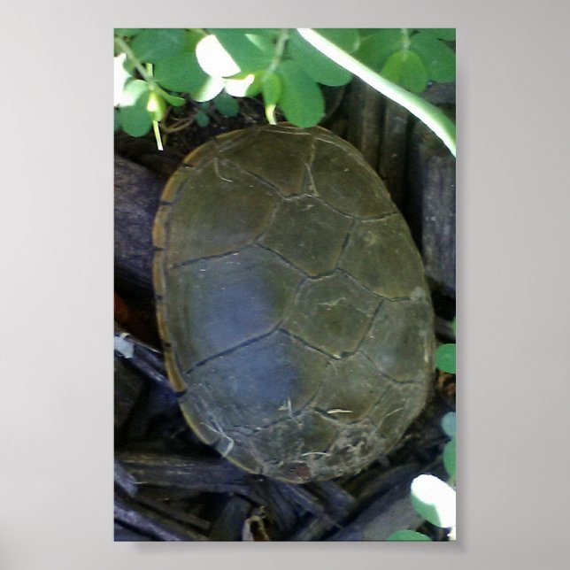 Turtle Among Greenery Poster (Front)