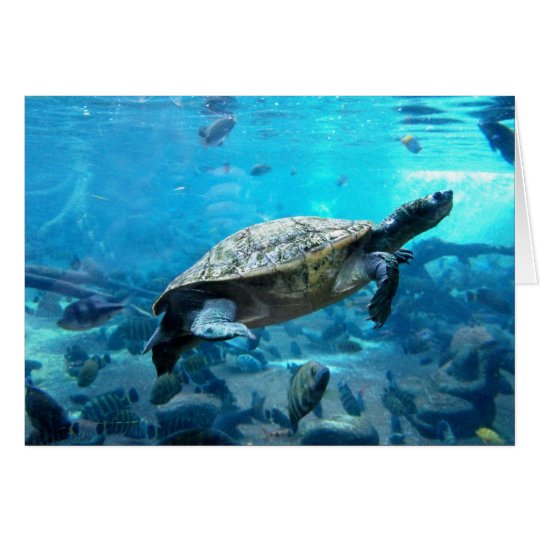 Turtle and fish card