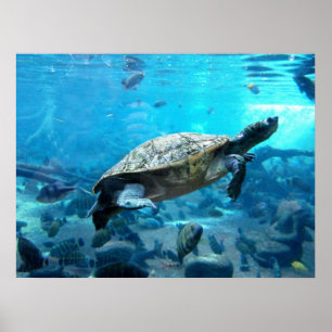 Turtle and fish poster
