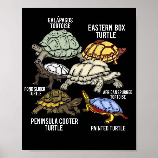 Turtle Breeds Galapagos Tortoise Species Turtle Poster (Front)