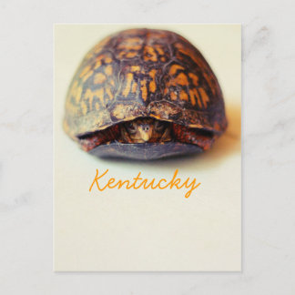 Turtle by JerseyFawn Postcard
