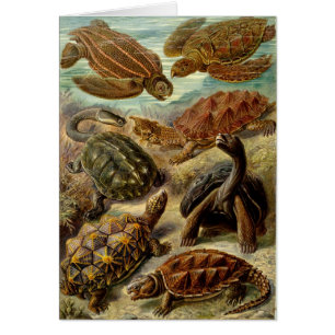 Turtle (Chelonia) by Haeckel