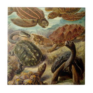 Turtle (Chelonia) by Haeckel Ceramic Tile