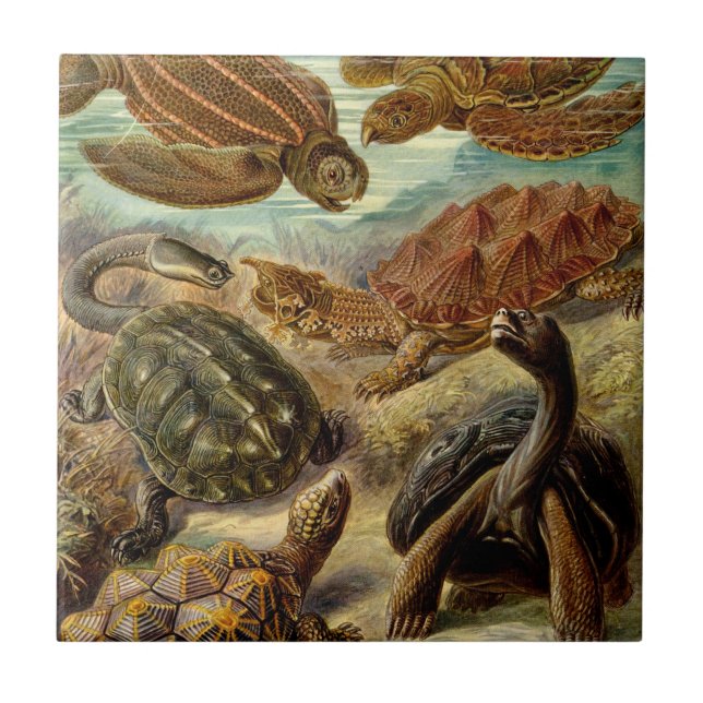 Turtle (Chelonia) by Haeckel Ceramic Tile (Front)