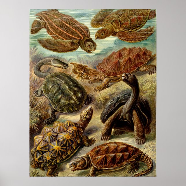Turtle (Chelonia) by Haeckel Poster (Front)